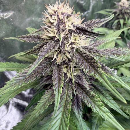 FB Purple Haze/Gorilla Skittlez Coco