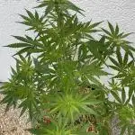 2end Outdoorgrow 25 with used Soil