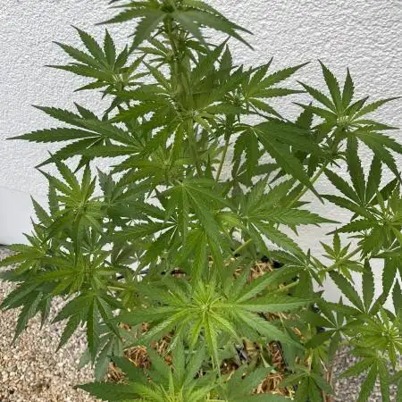 2end Outdoorgrow 25 with used Soil