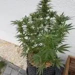 2end Outdoorgrow 25 with used Soil