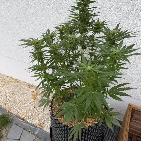 2end Outdoorgrow 25 with used Soil