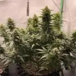 Blueberry Auto