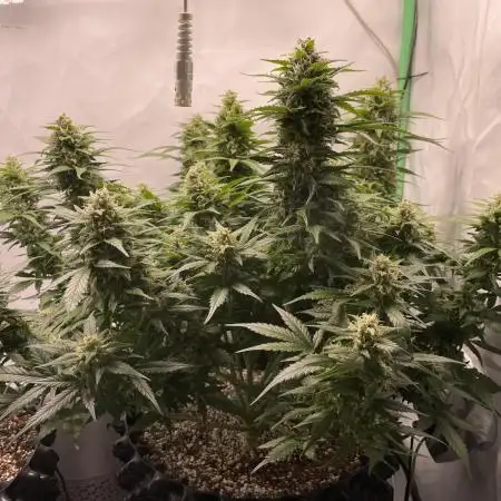 Blueberry Auto