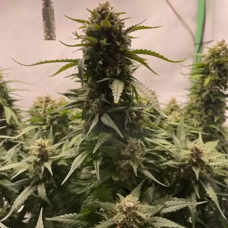 Blueberry Auto