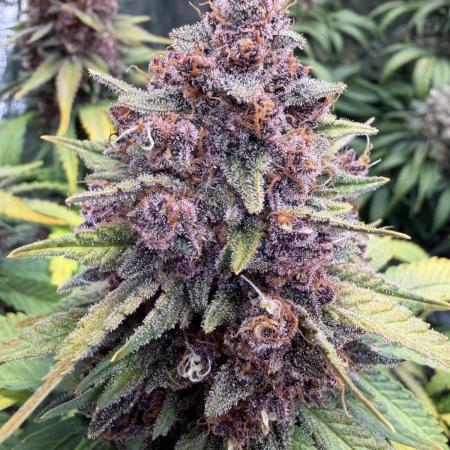FB Purple Haze/Gorilla Skittlez Coco