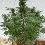 2end Outdoorgrow 25 with used Soil