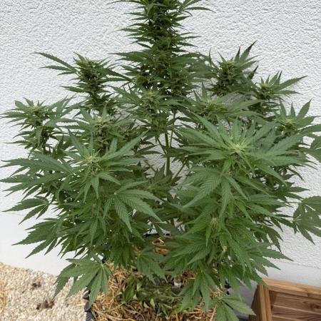 2end Outdoorgrow 25 with used Soil