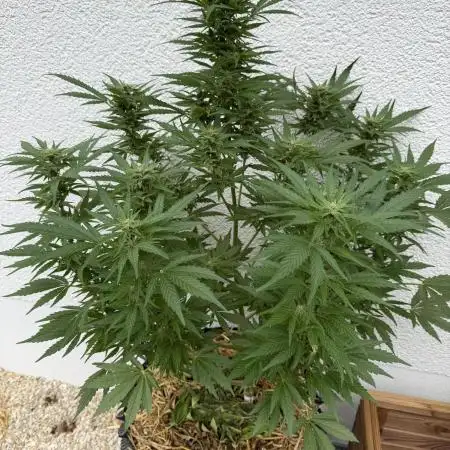 2end Outdoorgrow 25 with used Soil