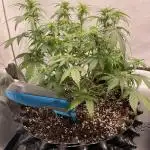 Blueberry Auto