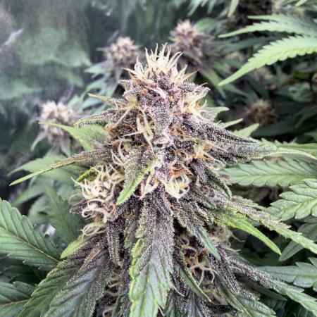 FB Purple Haze/Gorilla Skittlez Coco