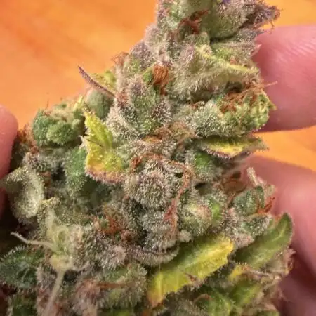 Blueberry Auto