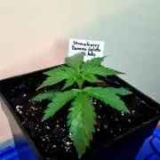 Tuti-Fruti Con Helado 