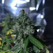 Dream Sherbet Auto