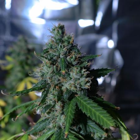 Dream Sherbet Auto