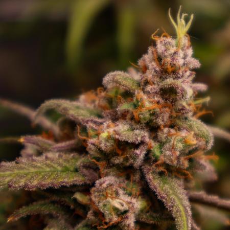 LEMON TREE
