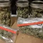 Jack herer flower