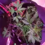 msnl big bud 2.2