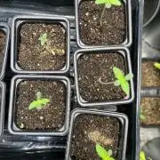 Clearwater genética x GangbudsGenes