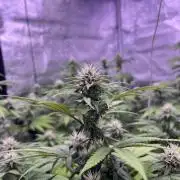 Segunda ronda dé clones