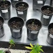 GangbudsGenes x BlockheadBuds