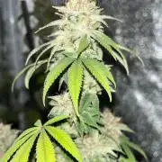 Segunda ronda dé clones