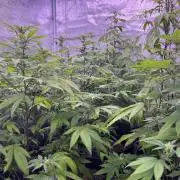 Segunda ronda dé clones