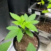GangbudsGenes x BlockheadBuds