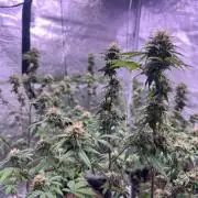 Segunda ronda dé clones