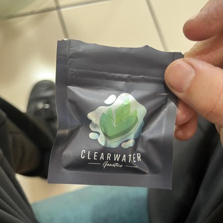 Clearwater genética x GangbudsGenes