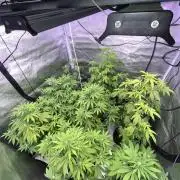 Segunda ronda dé clones