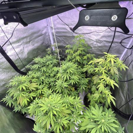 Segunda ronda dé clones