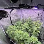 Segunda ronda dé clones
