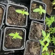 Clearwater genética x GangbudsGenes