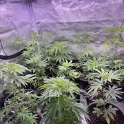 GangbudsGenes x BlockheadBuds