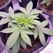 GangbudsGenes x tikimadman