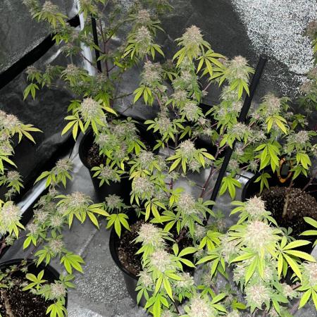 Segunda ronda dé clones