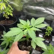 GangbudsGenes x BlockheadBuds