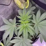 GangbudsGenes x BlockheadBuds