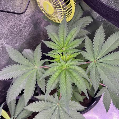 GangbudsGenes x BlockheadBuds