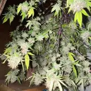 Segunda ronda dé clones