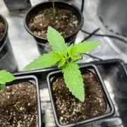 GangbudsGenes x tikimadman
