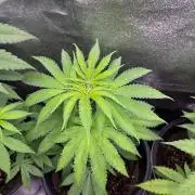 GangbudsGenes x BlockheadBuds