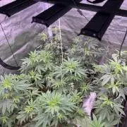 Segunda ronda dé clones