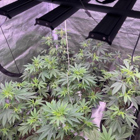 Segunda ronda dé clones