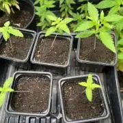 Clearwater genética x GangbudsGenes