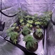 GangbudsGenes x BlockheadBuds
