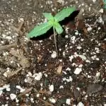 New Years Bud 