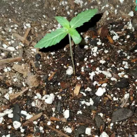 New Years Bud 