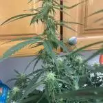 new year new grow!