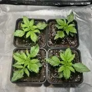 Amnesia Auto